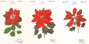 Plant Patents
