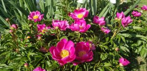 Intellectual Property Center, Intellectual Property Lawyers, Intellectual Property Law Firm, Intellectual Property Attorneys, Intellectual Property